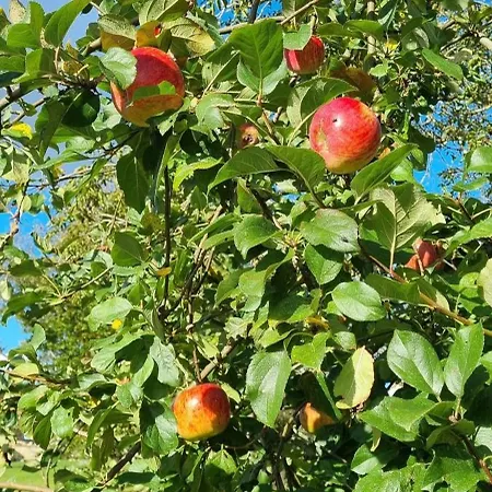 بيت للعطل La Ferme D'estelle *